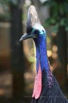 Southern cassowary