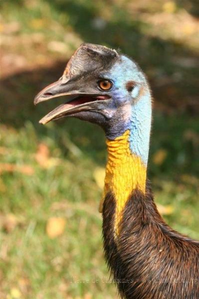 Northern cassowary