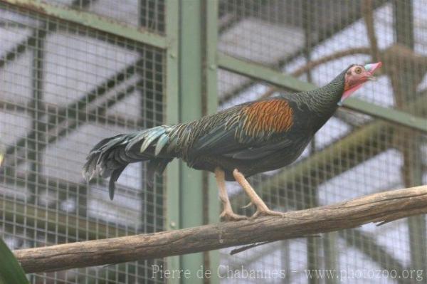 Green junglefowl