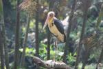 Lesser adjutant