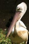 Australian pelican