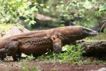 Komodo dragon