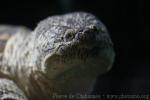 Common snapping turtle *