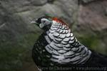 Lady Amherst's pheasant *