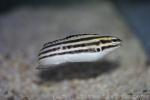 Striped poison-fang blenny *