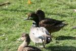 Falcated duck