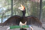 Sumatran rhinoceros hornbill