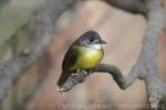 Yellow-bellied bulbul