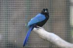 San Blas jay