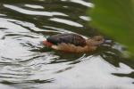 Lesser whistling-duck