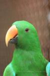 Eclectus parrot