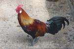 Red junglefowl