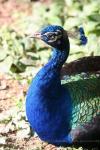 Indian peafowl