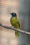 Black-headed bulbul