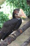 Helmeted hornbill