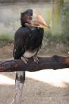 Helmeted hornbill