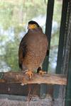 Crested serpent-eagle