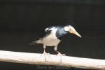 Asian pied starling