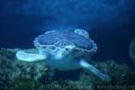 Pacific green sea-turtle