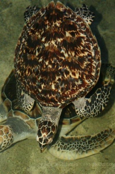 Asian hawksbill turtle