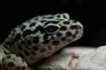 Leopard gecko