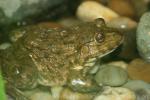 Chinese edible frog