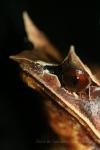 Malayan horned frog