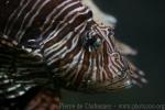 Red lionfish