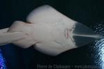 Giant guitarfish