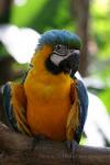 Blue-and-gold macaw