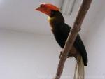 Northern rufous hornbill