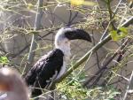 Von der Decken's hornbill