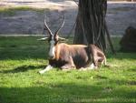 Blesbok