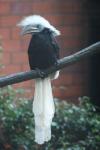 White-crowned hornbill *