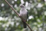 Green imperial-pigeon