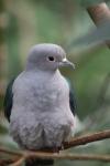 Green imperial-pigeon