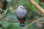 Pinon's imperial-pigeon