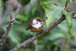 Collared babbler *