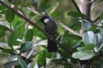 Black-throated laughing-thrush