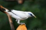 Bali myna