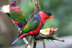 Black-capped lory