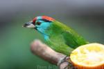 Blue-throated barbet *