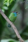 Blue-throated barbet *