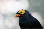 Yellow-faced myna