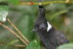 Crested jay *