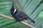 Crested jay *