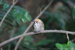 Straw-headed bulbul