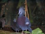 Victoria crowned-pigeon