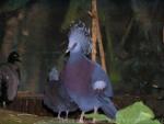 Victoria crowned-pigeon