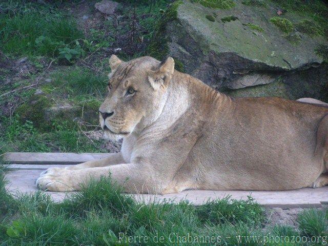 African lion